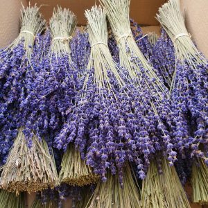 Caja de 10 ramos de lavanda super blue