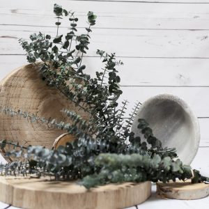 Ramo de eucaliptus preservado