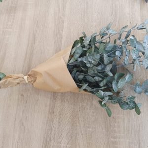 Eucaliptus cinerea preservado