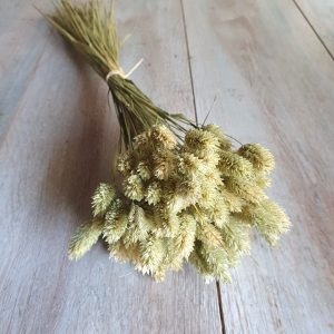 Ramo de phalaris natural