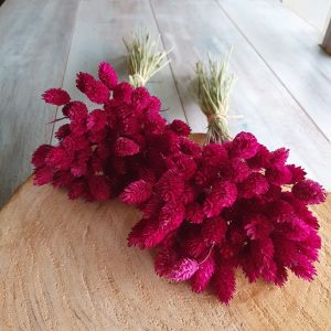 Phalaris rosa fucsia